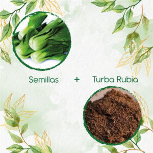 Kits De Siembra Para Pak Choi