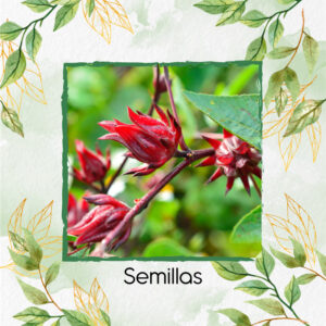 Semillas Orgánicas De Flor De Jamaica