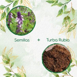 Kits De Siembra Para Albahaca Canela