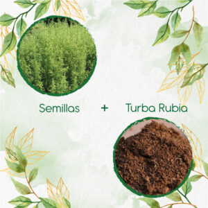 Kits De Siembra Para Estragón