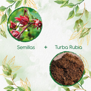 Kits De Siembra Para Flor de Jamaica