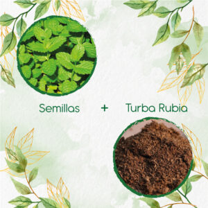 Kits De Siembra Para Menta