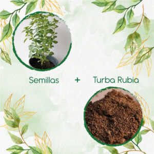 Kits De Siembra Para Albahaca Italiana