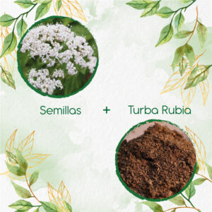 Kits De Siembra Para Valeriana