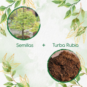 Kits De Siembra Para Bonsái Abarco
