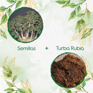 Kits De Siembra Para Bonsái Acacia Bracatinga