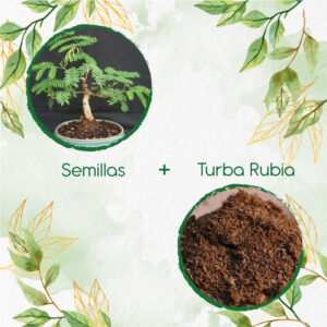 Kits De Siembra Para Bonsái Acacia Forrajera