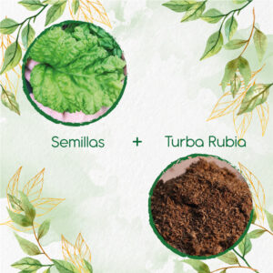 Kits De Siembra Para Albahaca Lechuga