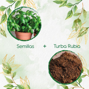 Kits De Siembra Para Albahaca Verde