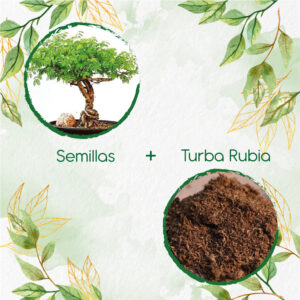 Kits De Siembra Para Bonsái Acacia Mangium