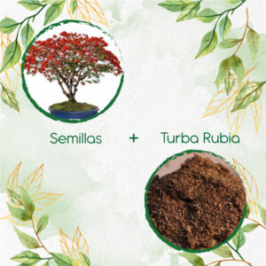 Kits De Siembra Para Bonsái Acacia Roja