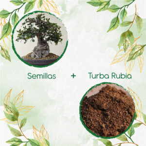 Kits De Siembra Para Bonsái Algarrobo