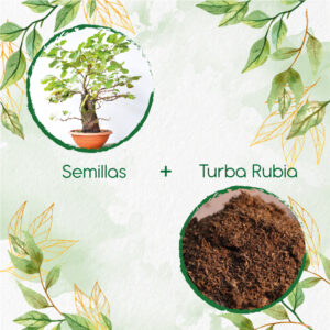 Kits De Siembra Para Bonsái Aliso