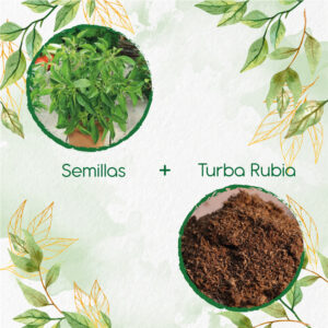 Kits De Siembra Para Albahaca Limón