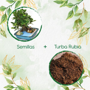 Kits De Siembra Para Bonsái Caucho Sabanero