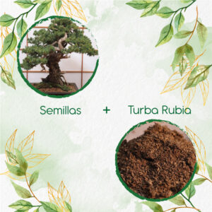 Kits De Siembra Para Bonsái Cedro Negro