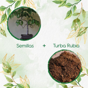 Kits De Siembra Para Bonsái Ceiba Amarilla