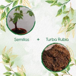 Kits De Siembra Para Bonsái Ceiba Bonga