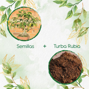 Kits De Siembra Para Bonsái Chicalá - Fresno