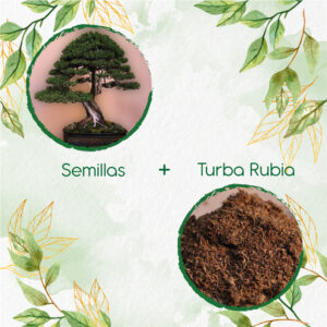 Kits De Siembra Para Bonsái Ciprés