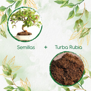 Kits De Siembra Para Bonsái Dinde Mora