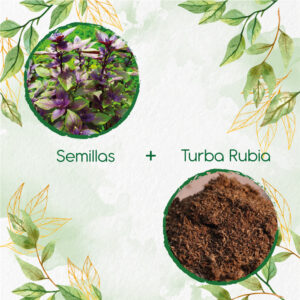 Kits De Siembra Para Albahaca Morada