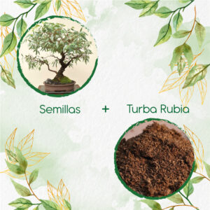 Kits De Siembra Para Bonsái Eucalipto