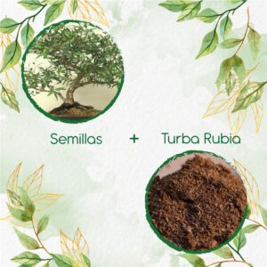 Kits De Siembra Para Bonsái Eucalipto Camaldulensis