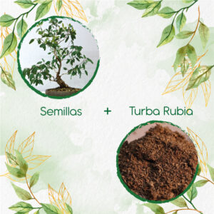 Kits De Siembra Para Bonsái Eucalipto Viminalis