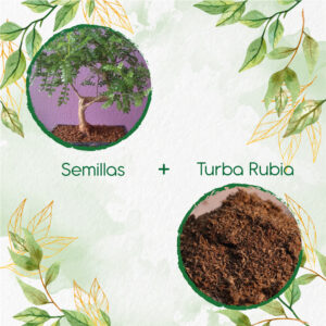 Kits De Siembra Para Bonsái Falso Pimiento