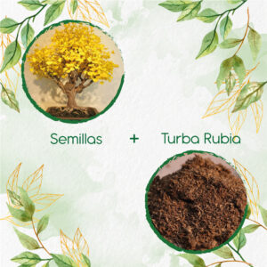 Kits De Siembra Para Bonsái Guayacán Amarillo