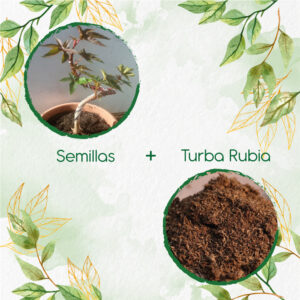 Kits De Siembra Para Bonsái Higuerilla