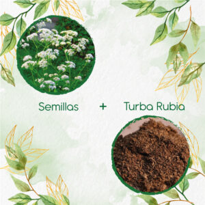 Kits De Siembra Para Anís Pimpinela