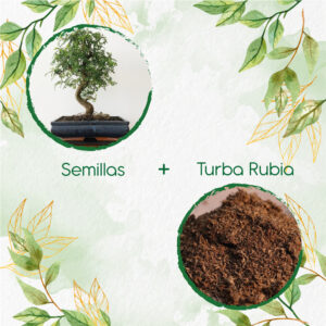 Kits De Siembra Para Bonsái Moringa