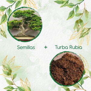Kits De Siembra Para Bonsái Nim