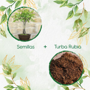 Kits De Siembra Para Bonsái Nogal Cafetero