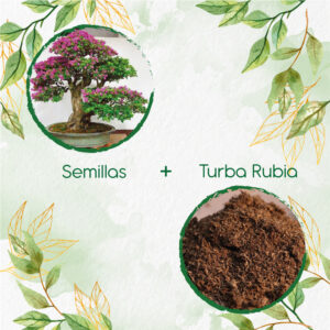 Kits De Siembra Para Bonsái Ocobo