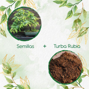 Kits De Siembra Para Bonsái Orejero