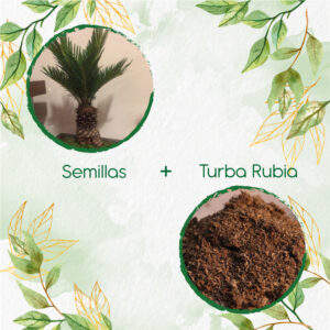 Kits De Siembra Para Bonsái Palma Real