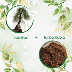 Kits De Siembra Para Bonsái Pino Pátula
