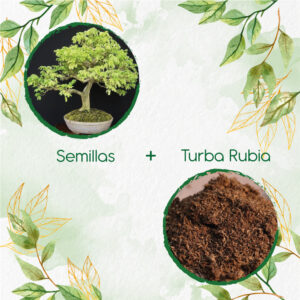 Kits De Siembra Para Bonsái Samán