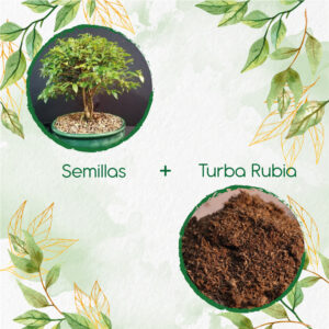 Kits De Siembra Para Bonsái Teca Escarif Rodal