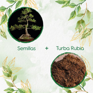 Kits De Siembra Para Bonsái Urapan