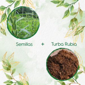 Kits De Siembra Para Ajonjolí