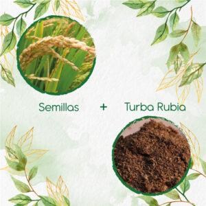 Kits De Siembra Para Arroz