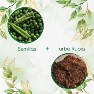 Kits De Siembra Para Arveja