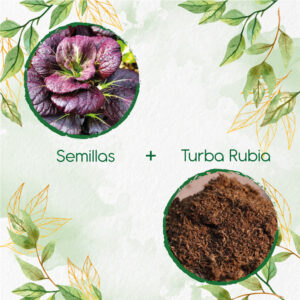 Kits De Siembra Para Pak Choi Morado