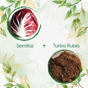 Kits De Siembra Para Radicchio Morado