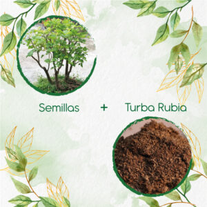 Kits De Siembra Para Bonsái Cámbulo