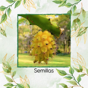Semillas Orgánicas De Pitahaya Amarilla